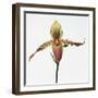 Colorful Orchid-Micha Pawlitzki-Framed Photographic Print
