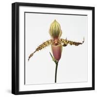 Colorful Orchid-Micha Pawlitzki-Framed Photographic Print