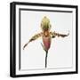 Colorful Orchid-Micha Pawlitzki-Framed Photographic Print