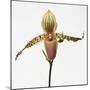 Colorful Orchid-Micha Pawlitzki-Mounted Photographic Print