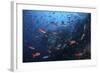 Colorful Pacific Creolefish in Deep Water Near Cocos Island, Costa Rica-Stocktrek Images-Framed Photographic Print