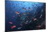 Colorful Pacific Creolefish in Deep Water Near Cocos Island, Costa Rica-Stocktrek Images-Mounted Photographic Print