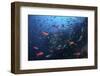 Colorful Pacific Creolefish in Deep Water Near Cocos Island, Costa Rica-Stocktrek Images-Framed Photographic Print