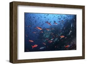 Colorful Pacific Creolefish in Deep Water Near Cocos Island, Costa Rica-Stocktrek Images-Framed Photographic Print