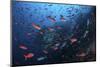 Colorful Pacific Creolefish in Deep Water Near Cocos Island, Costa Rica-Stocktrek Images-Mounted Photographic Print