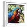 Colorful Pair-Arcobaleno-Framed Art Print