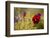 Colorful Pansy In Autumn Garden-Paivi Vikstrom-Framed Photographic Print