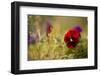 Colorful Pansy In Autumn Garden-Paivi Vikstrom-Framed Photographic Print