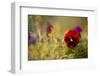 Colorful Pansy In Autumn Garden-Paivi Vikstrom-Framed Photographic Print