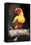 Colorful Parrot, Perched-Lynn M^ Stone-Framed Stretched Canvas