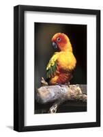 Colorful Parrot, Perched-Lynn M^ Stone-Framed Photographic Print