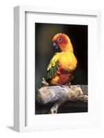 Colorful Parrot, Perched-Lynn M^ Stone-Framed Photographic Print