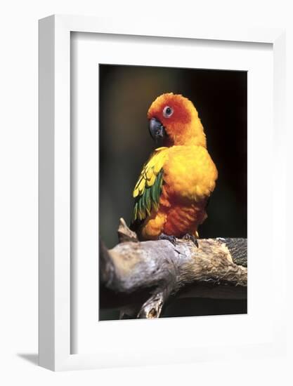 Colorful Parrot, Perched-Lynn M^ Stone-Framed Photographic Print