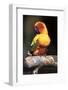 Colorful Parrot, Perched-Lynn M^ Stone-Framed Photographic Print