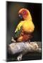 Colorful Parrot, Perched-Lynn M^ Stone-Mounted Photographic Print