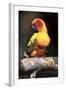 Colorful Parrot, Perched-Lynn M^ Stone-Framed Photographic Print