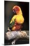 Colorful Parrot, Perched-Lynn M^ Stone-Mounted Photographic Print