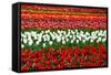 Colorful Pattern of Tulips in Dutch Spring Garden 'Keukenhof' in Holland-dzain-Framed Stretched Canvas