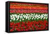 Colorful Pattern of Tulips in Dutch Spring Garden 'Keukenhof' in Holland-dzain-Framed Stretched Canvas