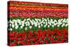 Colorful Pattern of Tulips in Dutch Spring Garden 'Keukenhof' in Holland-dzain-Stretched Canvas