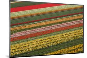 Colorful Pattern of Tulips in Dutch Spring Garden 'Keukenhof' in Holland-klenova-Mounted Photographic Print