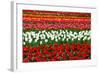 Colorful Pattern of Tulips in Dutch Spring Garden 'Keukenhof' in Holland-dzain-Framed Photographic Print