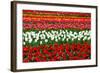 Colorful Pattern of Tulips in Dutch Spring Garden 'Keukenhof' in Holland-dzain-Framed Photographic Print