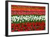 Colorful Pattern of Tulips in Dutch Spring Garden 'Keukenhof' in Holland-dzain-Framed Photographic Print