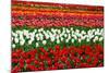 Colorful Pattern of Tulips in Dutch Spring Garden 'Keukenhof' in Holland-dzain-Mounted Photographic Print