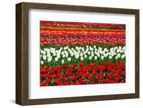 Colorful Pattern of Tulips in Dutch Spring Garden 'Keukenhof' in Holland-dzain-Framed Photographic Print