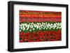 Colorful Pattern of Tulips in Dutch Spring Garden 'Keukenhof' in Holland-dzain-Framed Photographic Print