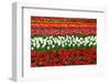 Colorful Pattern of Tulips in Dutch Spring Garden 'Keukenhof' in Holland-dzain-Framed Photographic Print