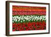 Colorful Pattern of Tulips in Dutch Spring Garden 'Keukenhof' in Holland-dzain-Framed Photographic Print