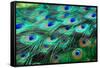 Colorful Peacock Feathers,Shallow Dof.-Liang Zhang-Framed Stretched Canvas