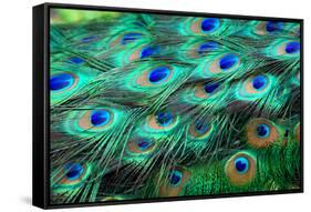 Colorful Peacock Feathers,Shallow Dof.-Liang Zhang-Framed Stretched Canvas