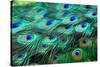 Colorful Peacock Feathers,Shallow Dof.-Liang Zhang-Stretched Canvas