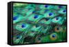 Colorful Peacock Feathers,Shallow Dof.-Liang Zhang-Framed Stretched Canvas