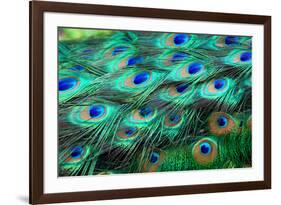 Colorful Peacock Feathers,Shallow Dof.-Liang Zhang-Framed Photographic Print