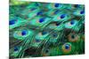 Colorful Peacock Feathers,Shallow Dof.-Liang Zhang-Mounted Photographic Print