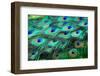Colorful Peacock Feathers,Shallow Dof.-Liang Zhang-Framed Photographic Print