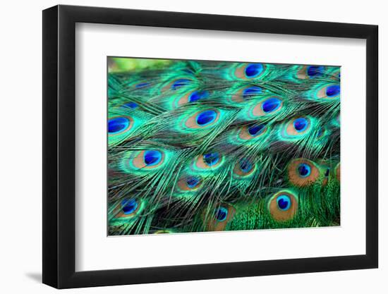 Colorful Peacock Feathers,Shallow Dof.-Liang Zhang-Framed Photographic Print
