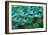 Colorful Peacock Feathers,Shallow Dof.-Liang Zhang-Framed Photographic Print