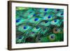 Colorful Peacock Feathers,Shallow Dof.-Liang Zhang-Framed Photographic Print