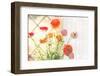 Colorful Persian Buttercup Flowers (Ranunculus)-Shebeko-Framed Photographic Print