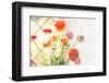 Colorful Persian Buttercup Flowers (Ranunculus)-Shebeko-Framed Photographic Print