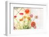 Colorful Persian Buttercup Flowers (Ranunculus)-Shebeko-Framed Photographic Print