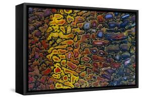 Colorful Petrified Dino Bone-Darrell Gulin-Framed Stretched Canvas