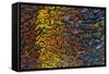 Colorful Petrified Dino Bone-Darrell Gulin-Framed Stretched Canvas