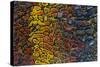 Colorful Petrified Dino Bone-Darrell Gulin-Stretched Canvas