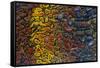 Colorful Petrified Dino Bone-Darrell Gulin-Framed Stretched Canvas